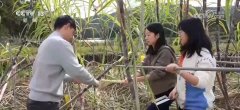 冬日里的田间非分特别热闹